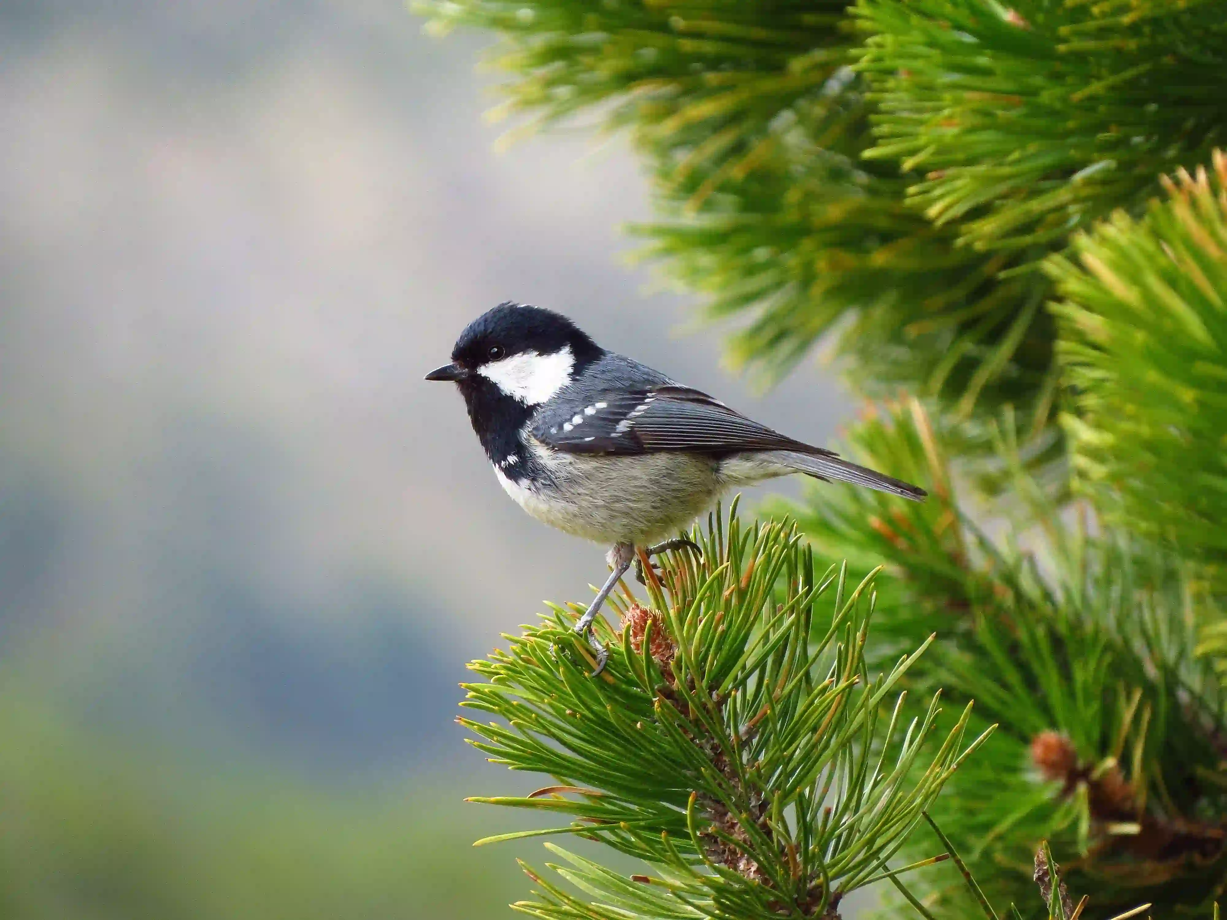 Carbonero garrapinos